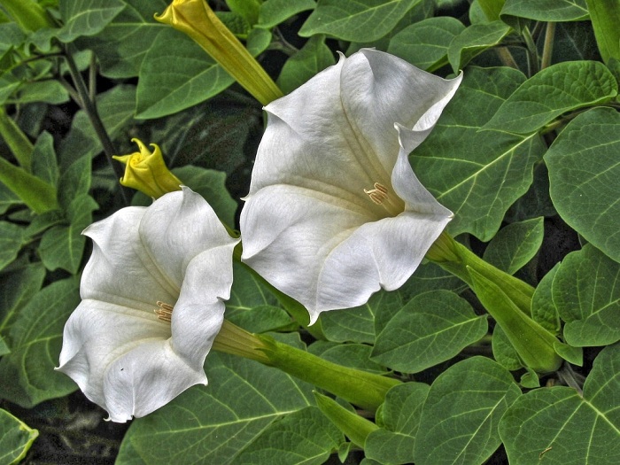 Datura metel